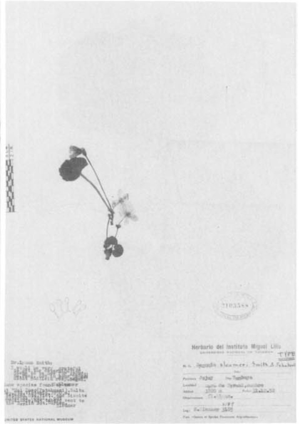B. sleumeri
